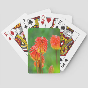 Baralho Torch Lily (Kniphofia Uvaria), Cabo Ocidental
