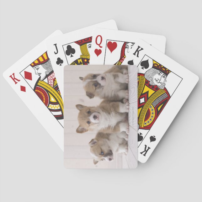 Baralho Três Welsh Corgi (Verso)