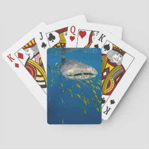 Baralho Tubarão-baleia com peixes, Indonésia