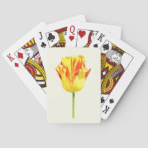 Tulipa amarela e vermelha