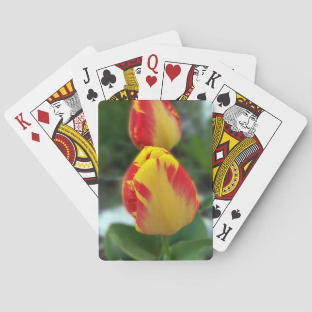 Baralho tulipas vermelhas amarelas (Verso)