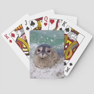 Baralho Um filhote de foca surfando