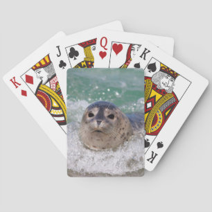 Baralho Um filhote de foca surfando