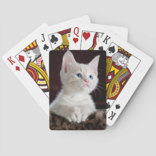 Baralho Um gatinho branco jogando cartas.