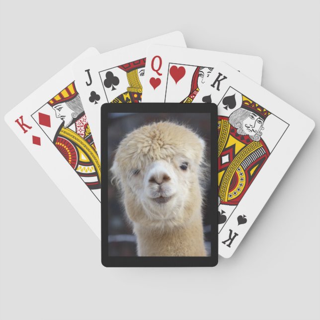 Baralho Um rosto fofo e fofinho de uma alpaca    (Verso)