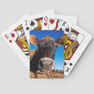 Baralho Uma vaca Jersey sendo curiosa