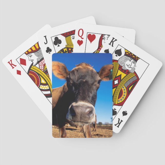 Baralho Uma vaca Jersey sendo curiosa (Verso)