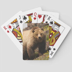 Baralho urso