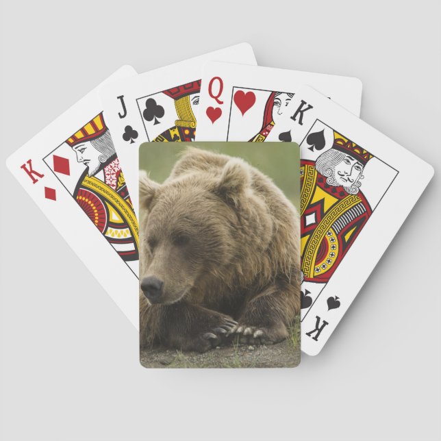 Baralho Urso pardo, ou Urso Cinzento Costeiro, Ursus (Verso)