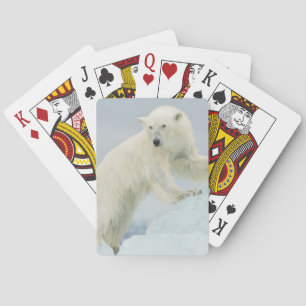 Baralho Urso polar no verão