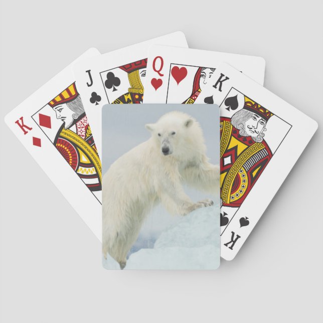 Baralho Urso polar no verão (Verso)