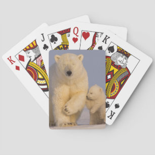 Baralho urso polar, Ursus maritimus, fêmea com filhotes re