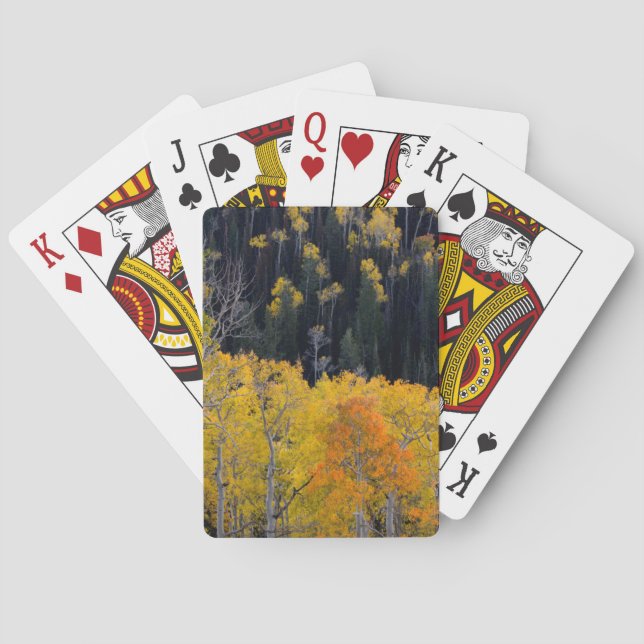 Baralho Utah. EUA. Árvores de Aspen no Outono no Sevier (Verso)