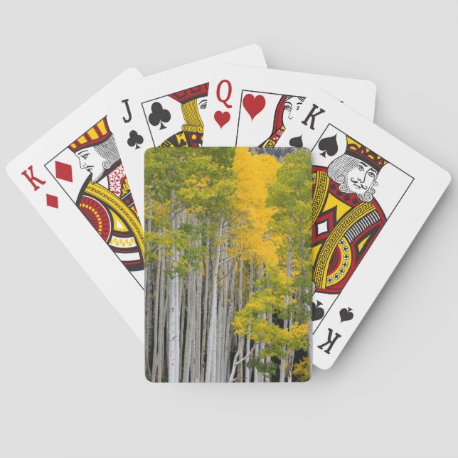 Baralho Utah. EUA. Árvores de Aspen (Populus Tremuloides) (Verso)