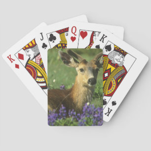 Baralho Veado-de-cauda-preta, Odocoileus hemionus