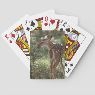 Baralho Veado-mateiro, Odocoileus virginianus