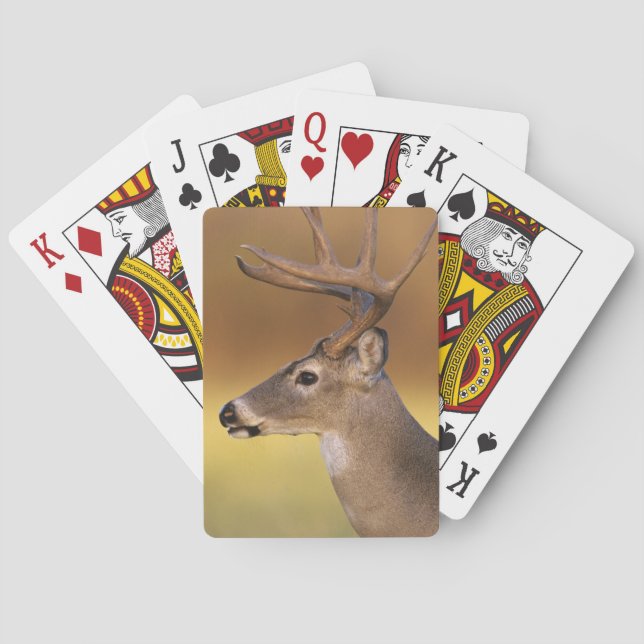 Baralho Veado-mateiro, Odocoileus virginianus, (Verso)