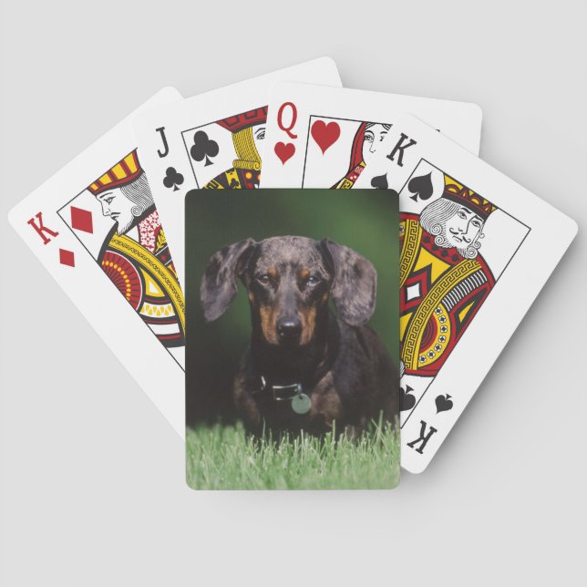 Baralho Visão de Dachshund manchado (Verso)