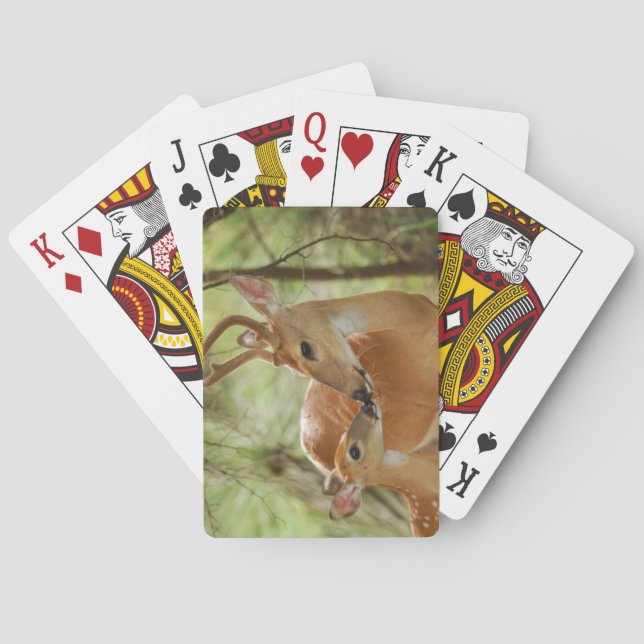 Baralho Whitetail Buck E Fawn Bonding (Verso)