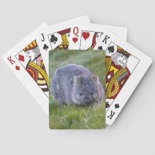 Baralho Wombat Austrália