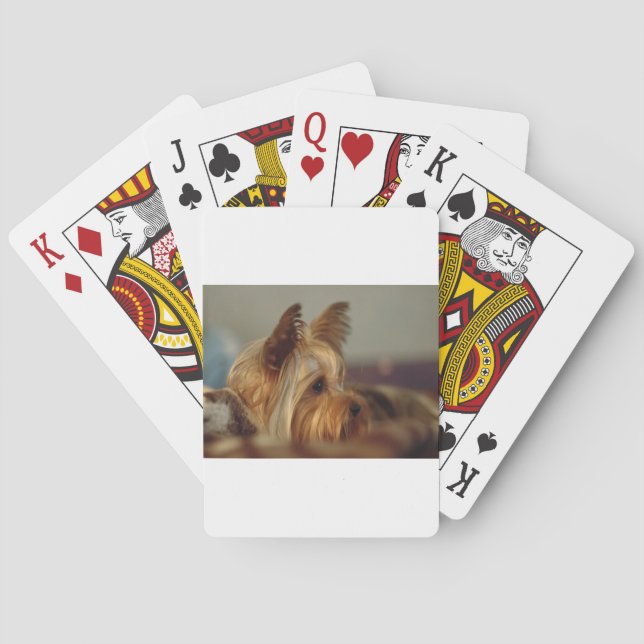 Baralho Yorkshire Terrier (Verso)