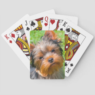 Baralho Yorkshire Terrier olhando para cima