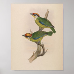 Barbet de Franklin por John Gould Impressão