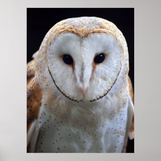 Barn Owl Impressão