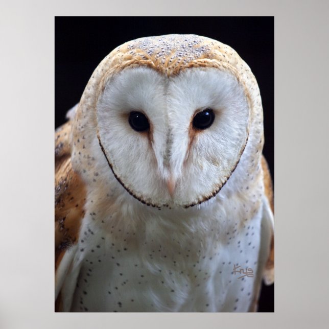Barn Owl Impressão (Frente)