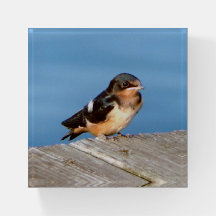 Barn Swallow