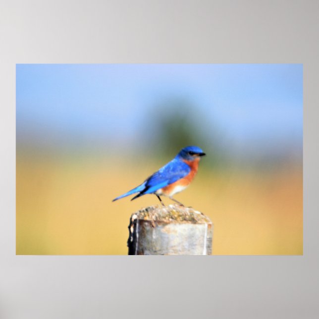 Barn Swallow Poster (Frente)