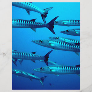 barracuda mergulho mar profundo água oceano tropic