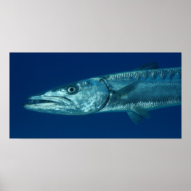 Barracuda Poster (Frente)