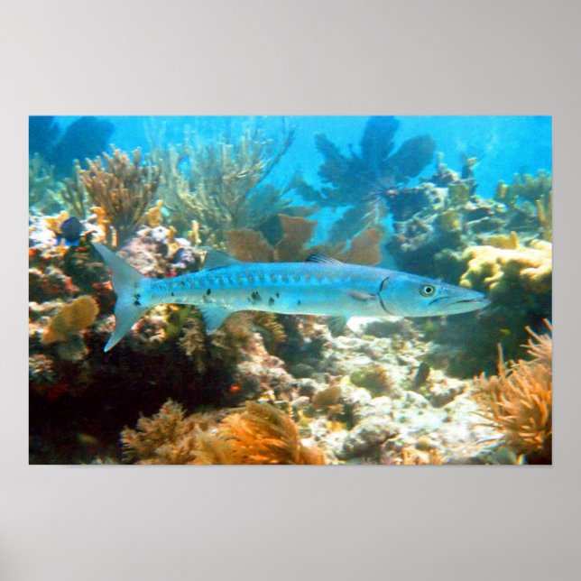 BARRACUDA POSTER (Frente)