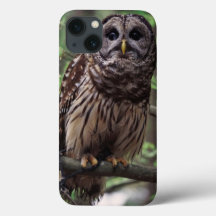 Barred Owl