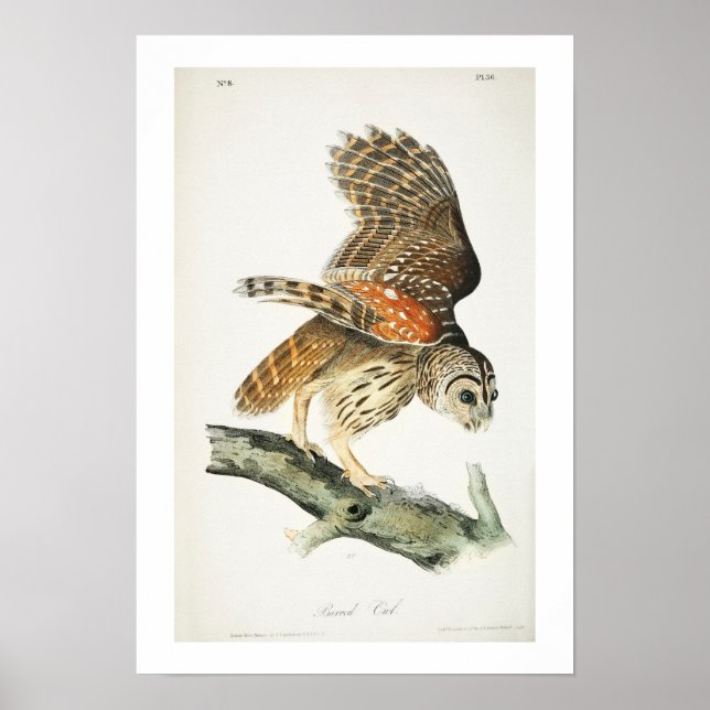 Barred Owl por Poster Audubon (Frente)