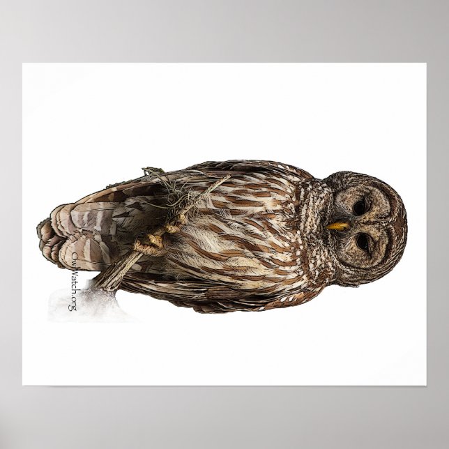 Barred Owl - poster (Frente)