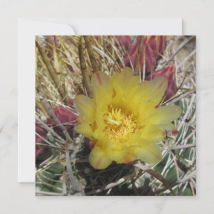 Barrel Cactus Fishhook Amarelo