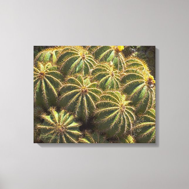 Barrel Cactus - impressão de Canvas (Frente)