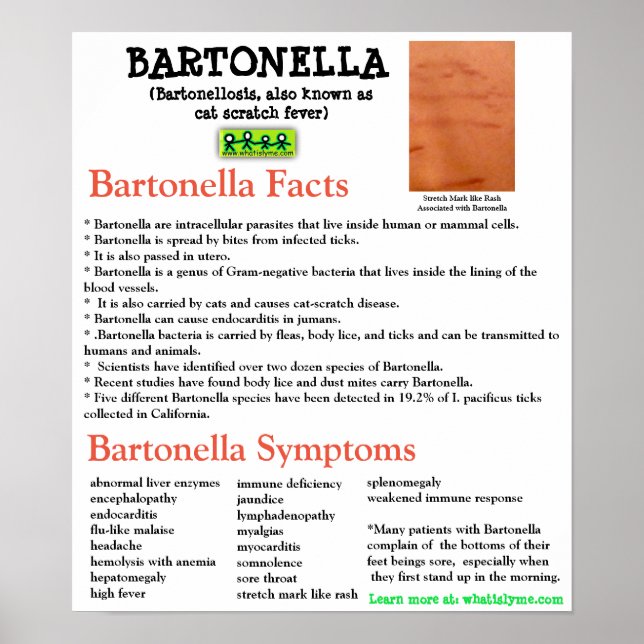 Bartonella Information Fact Sheet Poster (Frente)