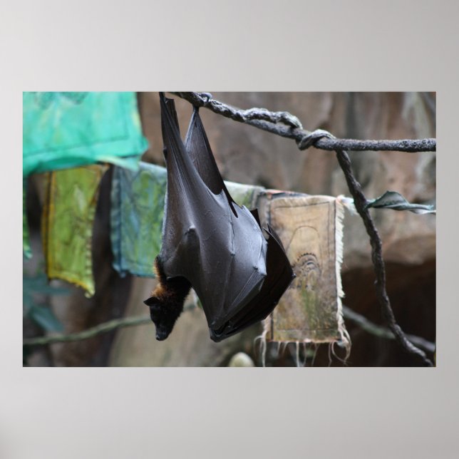 Bat (6) - poster / impressão (Frente)