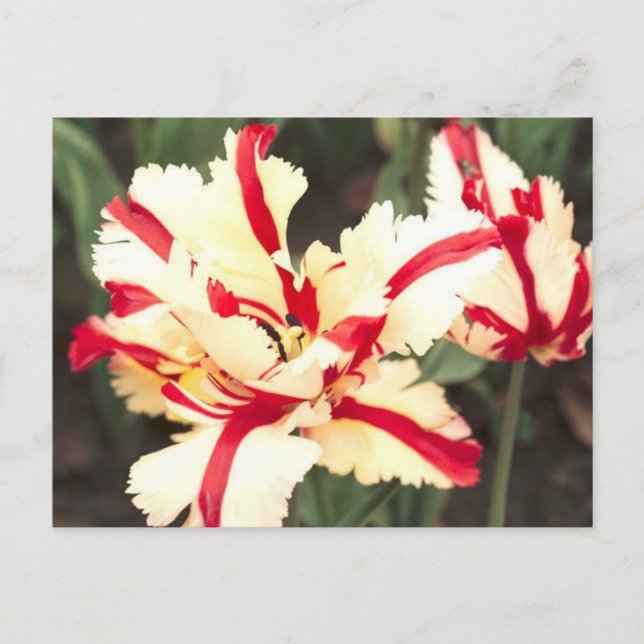 Baunilha de cereja! Cartão Postal (Frente)