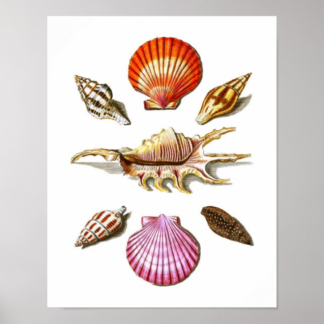 Beach House Decor Sea Shell Art Impressão 14 (Frente)