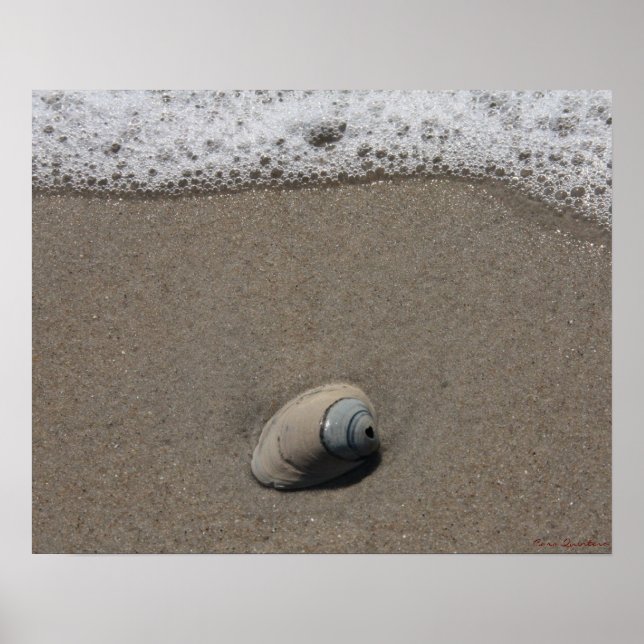 Beachy Clamshell Poster (Frente)