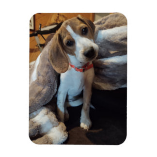 Beagle Cuja proteção é feita com íman flexível em