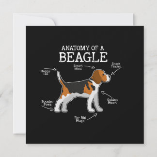 Beagle Lovers/ Anatomia De Um Beagle