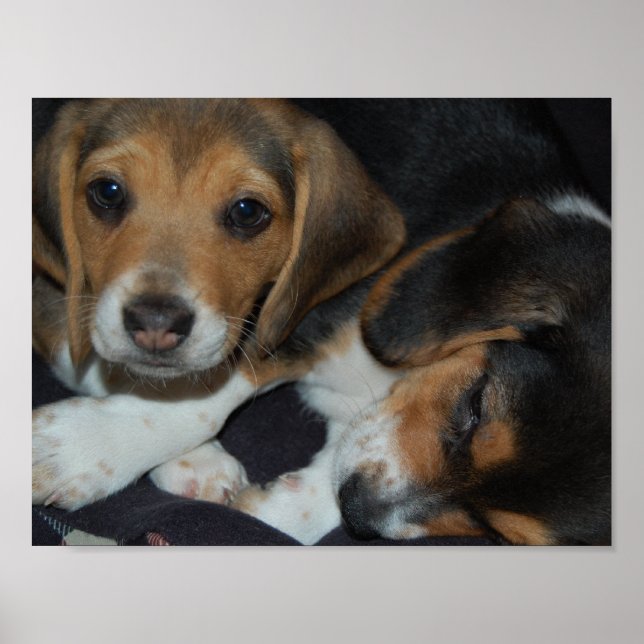 Beagle Puppies Poster (Frente)