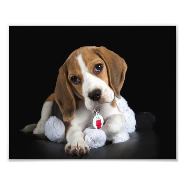 Beagle Puppy Foto (Frente)