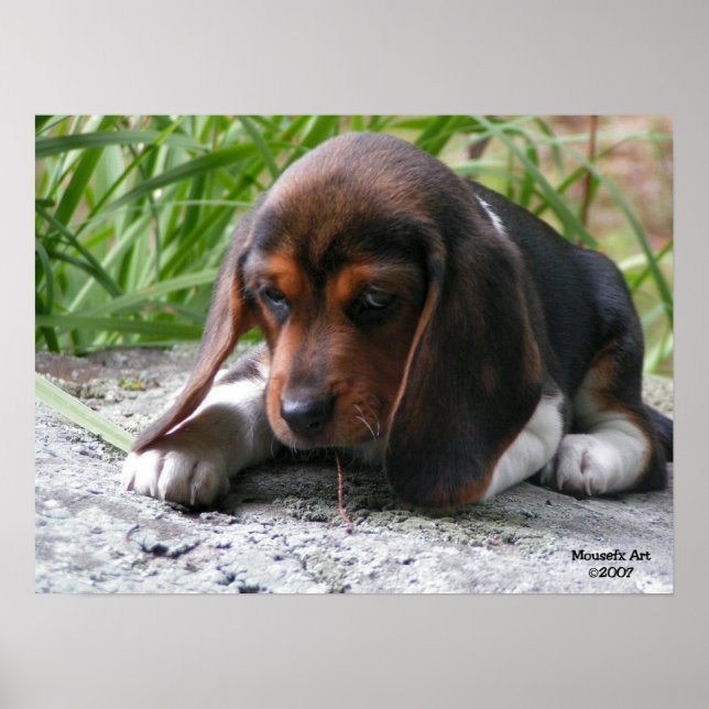 Beagle Puppy Poster (Frente)