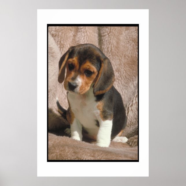 Beagle Puppy Poster (Frente)